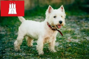 Scopri di più sull'articolo Allevatori di Westie e cuccioli a Amburgo