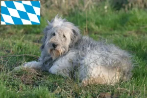 Scopri di più sull'articolo Allevatori e cuccioli di PON in Baviera