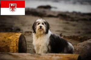 Scopri di più sull'articolo Allevatori e cuccioli PON in Brandeburgo