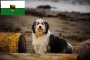Scopri di più sull'articolo Allevatori e cuccioli PON in Sassonia