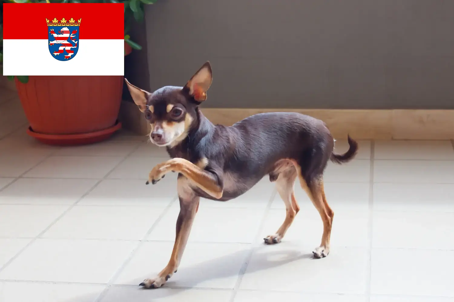 Cuccioli Russkiy Toy e allevatori Hessen Qui potete trovare gli allevatori di Russkiy Toys in Assia.