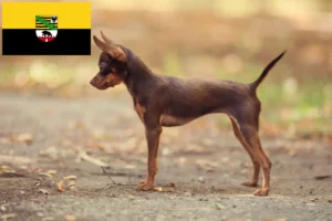 Scopri di più sull'articolo Allevatori e cuccioli di Russkiy Toy in Sassonia-Anhalt