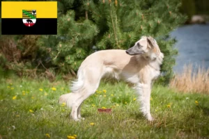 Scopri di più sull'articolo Allevatori di Silken Windsprite e cuccioli in Sassonia-Anhalt