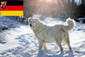 Scopri di più sull'articolo Allevatori di Slovensky Cuvac e cuccioli in Renania-Palatinato