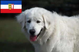 Scopri di più sull'articolo Allevatori e cuccioli di Slovensky Cuvac in Schleswig-Holstein