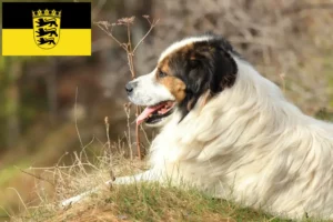Scopri di più sull'articolo Allevatori di Tornjak e cuccioli in Baden-Württemberg
