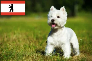 Scopri di più sull'articolo Allevatori di Westie e cuccioli a Berlino