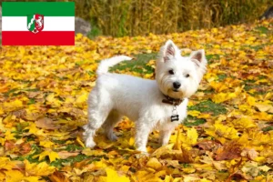 Scopri di più sull'articolo Allevatori e cuccioli di Westie in Nord Reno-Westfalia