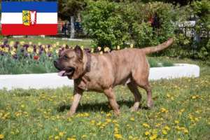 Scopri di più sull'articolo Allevatori di Presa Canario e cuccioli in Schleswig-Holstein