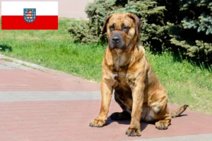 Scopri di più sull'articolo Allevatori di Presa Canario e cuccioli in Turingia