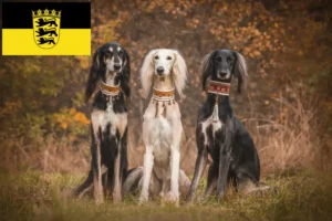 Scopri di più sull'articolo Allevatori e cuccioli di Saluki in Baden-Württemberg