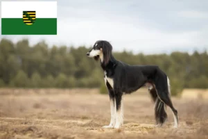 Scopri di più sull'articolo Allevatori di Saluki e cuccioli in Sassonia