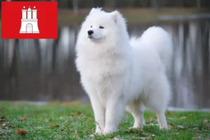 Scopri di più sull'articolo Allevatori di Samoiedo e cuccioli a Amburgo