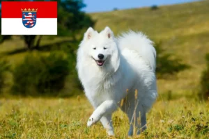 Scopri di più sull'articolo Allevatori di Samoiedo e cuccioli in Hessen