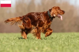 Scopri di più sull'articolo Allevatori e cuccioli di Setter Irlandese Rosso in Polonia