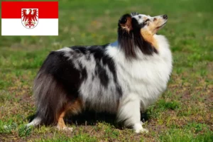 Scopri di più sull'articolo Allevatori di Sheltie e cuccioli a Brandenburg