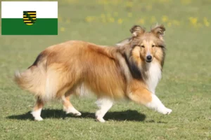 Scopri di più sull'articolo Allevatori e cuccioli di Sheltie in Sassonia