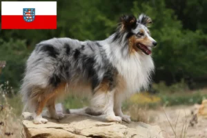 Scopri di più sull'articolo Allevatori di Sheltie e cuccioli in Turingia