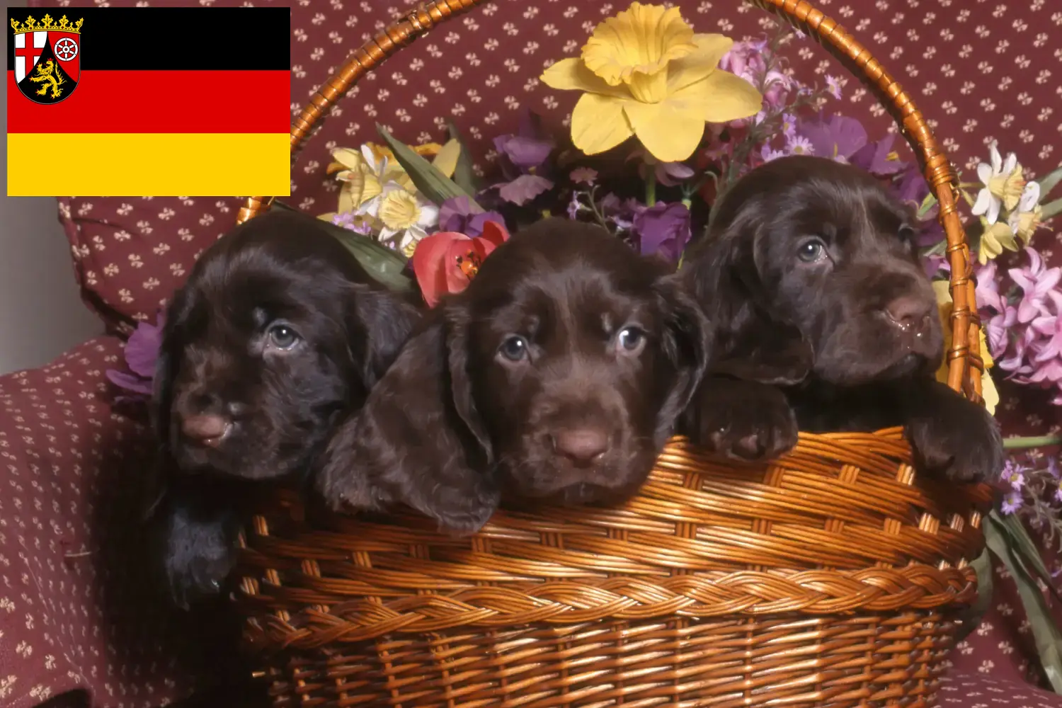 Scopri di più sull'articolo Allevatori di Field Spaniel e cuccioli in Renania-Palatinato