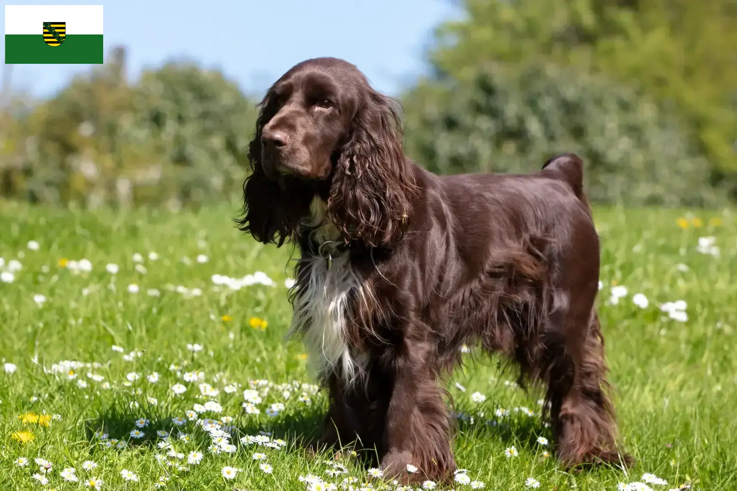 Scopri di più sull'articolo Allevatori di Field Spaniel e cuccioli in Sassonia