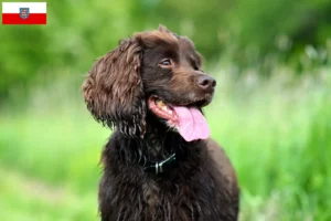 Scopri di più sull'articolo Allevatori di Field Spaniel e cuccioli in Turingia