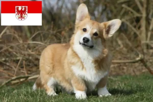 Scopri di più sull'articolo Allevatori di Welsh Corgi e cuccioli a Brandeburgo