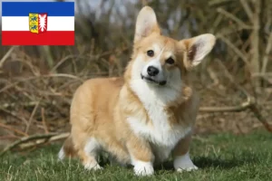 Scopri di più sull'articolo Allevatori e cuccioli di Welsh Corgi in Schleswig-Holstein