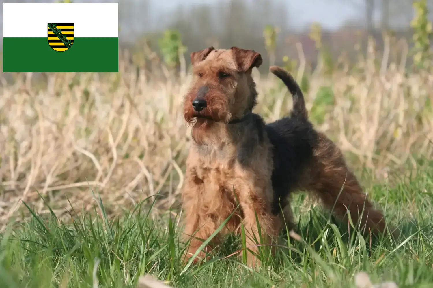 Cuccioli di Welsh Terrier e allevatori Sassonia Qui troverete gli allevatori di Welsh Terrier in Sassonia.