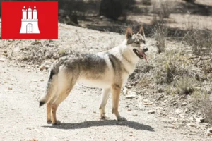 Scopri di più sull'articolo Allevatore di cani lupo cecoslovacchi e cuccioli ad Amburgo