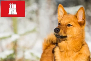 Scopri di più sull'articolo Allevatori di Finnenspitz e cuccioli a Amburgo