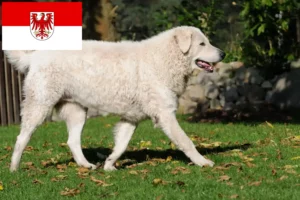 Scopri di più sull'articolo Allevatori di Kuvasz e cuccioli a Brandeburgo