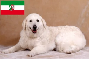 Scopri di più sull'articolo Allevatori di Kuvasz e cuccioli in Nord Reno-Westfalia