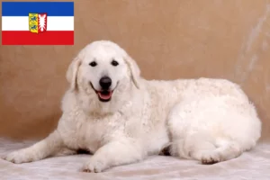 Scopri di più sull'articolo Allevatori di Kuvasz e cuccioli in Schleswig-Holstein