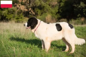Scopri di più sull'articolo Allevatori e cuccioli di Landseer in Polonia