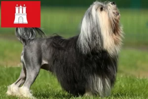Scopri di più sull'articolo Allevatori di Löwchen e cuccioli ad Amburgo
