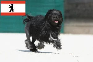 Scopri di più sull'articolo Allevatori e cuccioli di Löwchen a Berlino