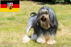 Scopri di più sull'articolo Allevatori di Löwchen e cuccioli in Saarland