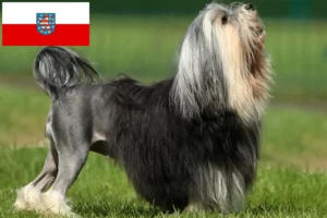 Scopri di più sull'articolo Allevatori di Löwchen e cuccioli in Turingia