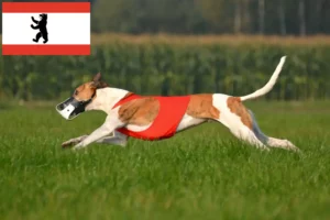 Scopri di più sull'articolo Allevatori e cuccioli di Magyar Agar a Berlino