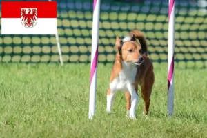 Scopri di più sull'articolo Allevatori di Podenco e cuccioli a Brandeburgo