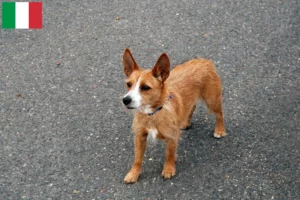 Scopri di più sull'articolo Allevatori di Podenco e cuccioli in Italia