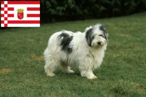 Scopri di più sull'articolo Allevatori e cuccioli PON a Brema