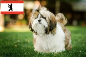 Scopri di più sull'articolo Allevatori e cuccioli di Shih Tzu a Berlino