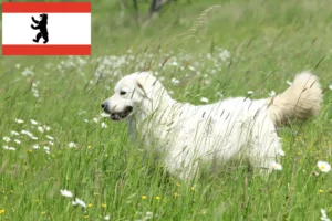 Scopri di più sull'articolo Allevatori e cuccioli di Slovensky Cuvac a Berlino