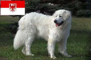 Scopri di più sull'articolo Allevatori di Slovensky Cuvac e cuccioli a Brandeburgo