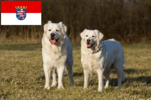 Scopri di più sull'articolo Allevatori Slovensky Cuvac e cuccioli in Assia