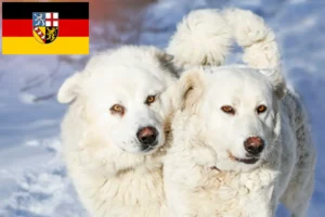 Scopri di più sull'articolo Allevatori Slovensky Cuvac e cuccioli in Saarland