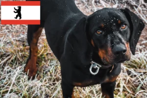 Scopri di più sull'articolo Allevatori di Slovenský kopov e cuccioli a Berlino