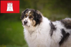 Scopri di più sull'articolo Allevatori di Tornjak e cuccioli a Amburgo