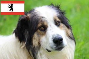 Scopri di più sull'articolo Allevatori di Tornjak e cuccioli a Berlino